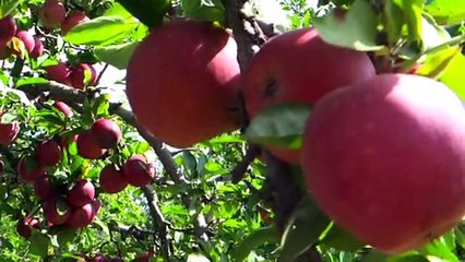 Apple video clips-1 | #Shorts