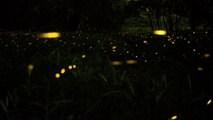 Tras años de ausencia, regresan luciérnagas a bosques de CdMx: Sedema