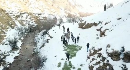 Tunceli'de doğaya yem bırakıldı, dağ keçileri akın etti