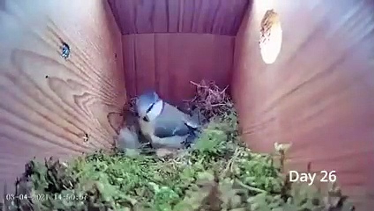 Eurasian Blue Tit builds her nest in a birdbox