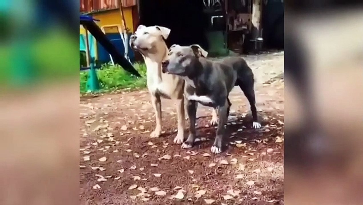 Super Pitbull Training