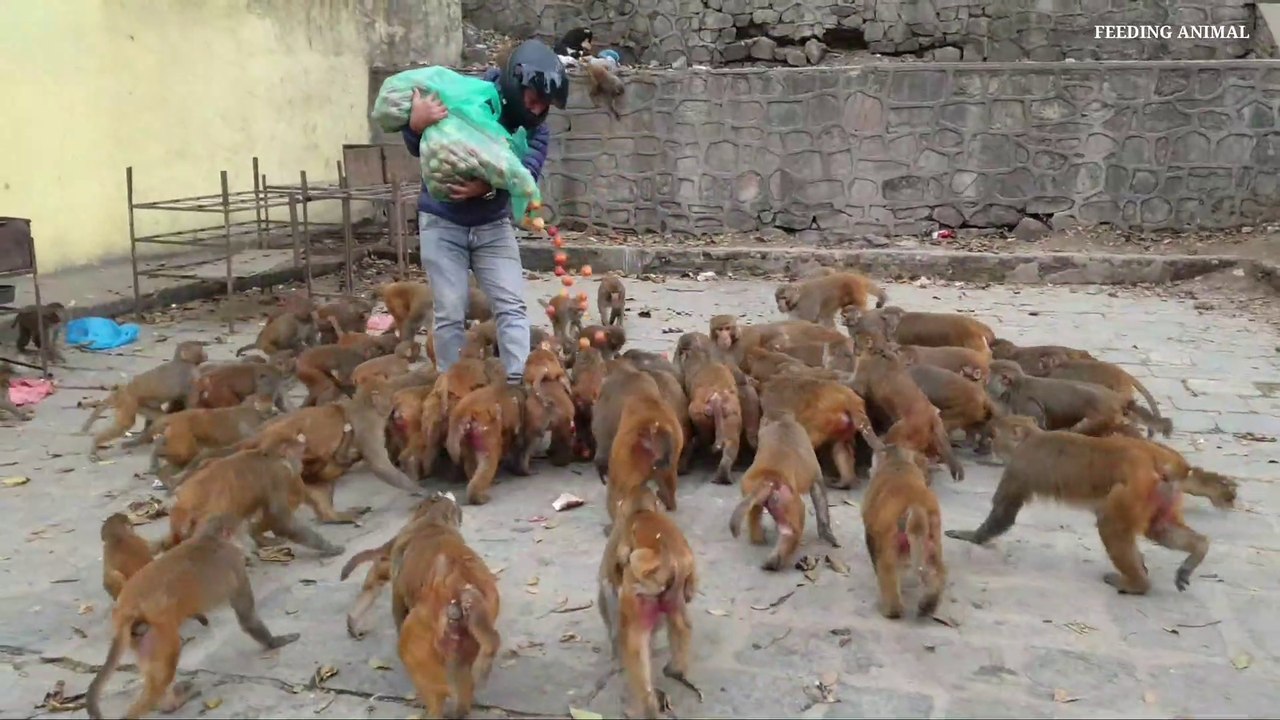 feeding tomato to the hungry monkey || monkey love tomato