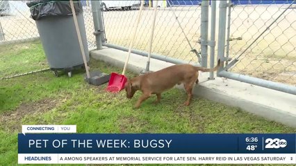 Pet of the week: Bugsy