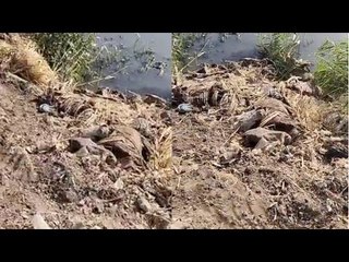 العثور على 100 حمارمن غير جلد ملقاة بجوار مصرف في المنوفية