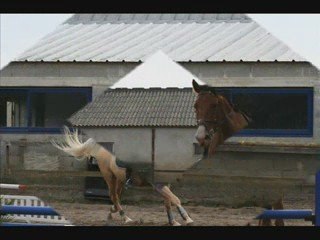 MOntage Filles Cavalieres_0001