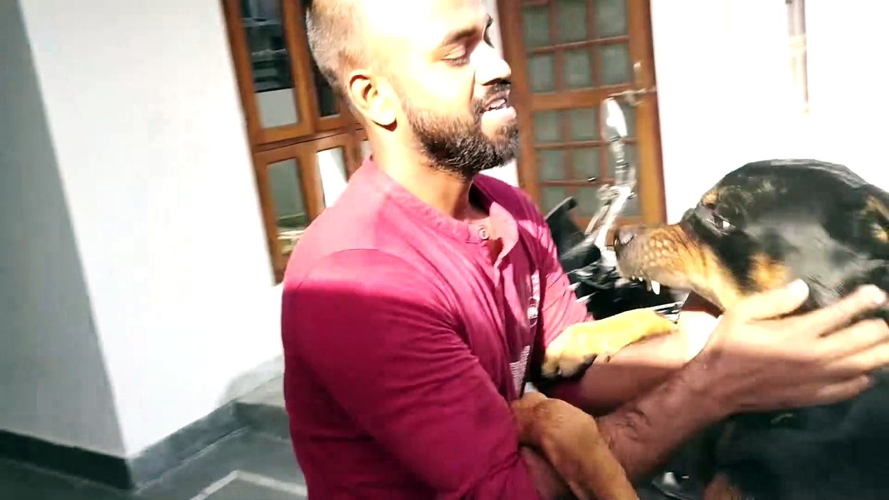 Fighting with Rottweiler  [ Bolt ]