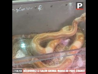 Découvrez le salon animal mania au parc Chanot