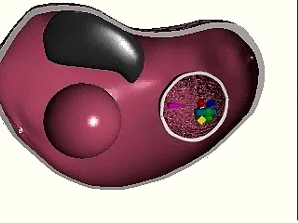 What is Antigen Processing?