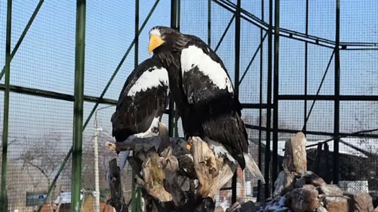 Bird In A Cage