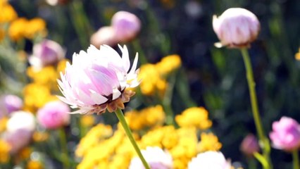 Plant breeders in WA create blue variant of kangaroo paw