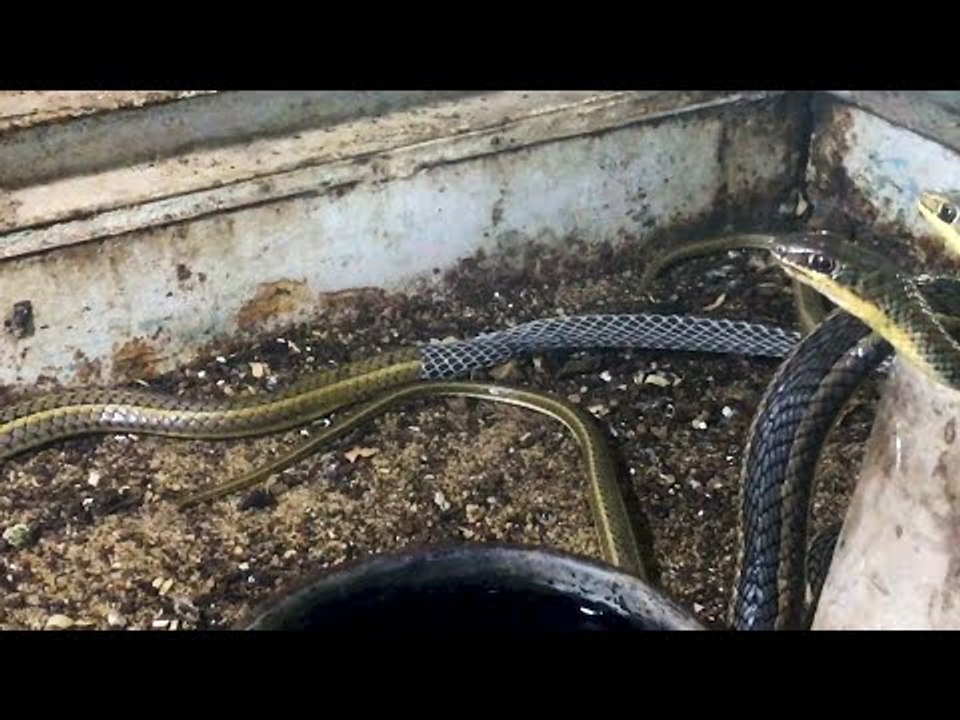 تغيير جلد ثعبان وأكلة التمساح.. مشاهد من حديقة الحيوانات بالجيزة