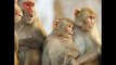 جدري القرود.. وباء جديد يثير المخاوف في ظل انتشار 6 أمراض