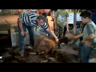 الغنام..حلاق الآضاحي بالمنصورة بنروق الخروف.. وورثت المهنة عن أجدادي