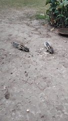 Chipmunks Video By Kingdom of Awais