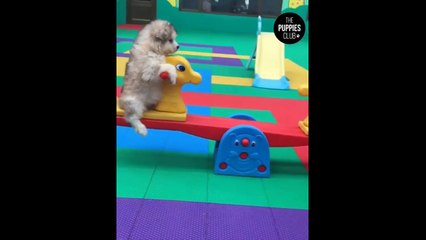 2022 Funniest Animals Video - OMG SOO Cute!  Animal World Videos Compilation #4