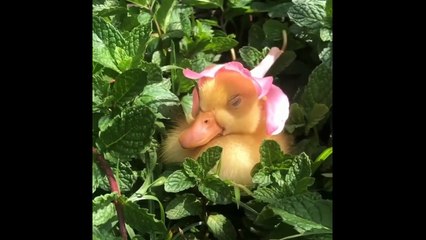 2022 Funniest Animals Video - OMG SOO Cute! Animal World Videos Compilation #5