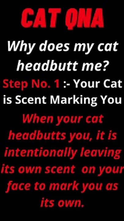 Why does my cat headbutt me?