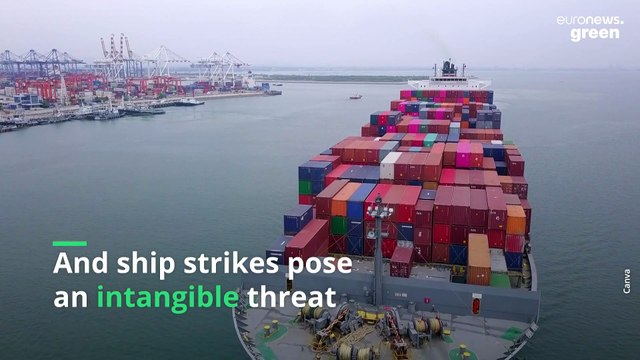 Ship strikes may be the difference between extinction and survival for some endangered whale species