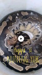 Nyapa si nuning lemah lembut gemulai