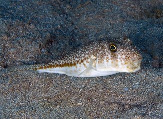 ANTALYA KÖRFEZİ'NDEKİ İSTİLACI TÜR SAYISI 67'YE YÜKSELDİ