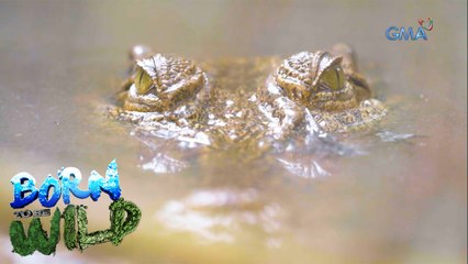 Born to be Wild: The aggressive Kabbun crocs