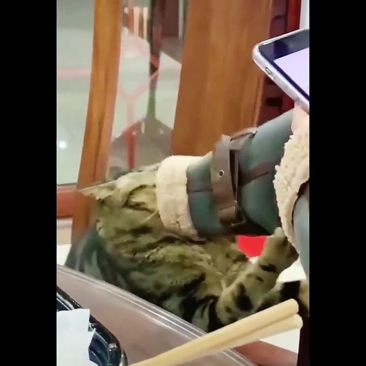 Baby Cats - Cute Cats - Adorable Cats - Funny Cats Compilations PART 36