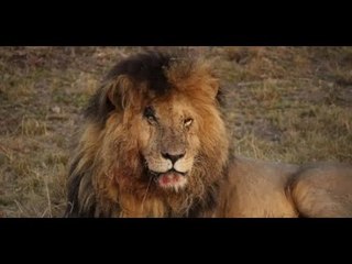 سكار أشهر أسد بالعالم يرحل فى هدوء