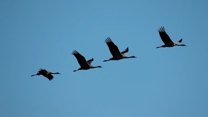 Más de 9.200 grullas pasan el invierno en Ciudad Real