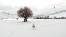 Kar şaşkınlığı yaşayan köpeğin sevimli halleri kamerada