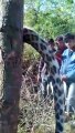 Leopard dies after being trapped in a wire hooked on a tree