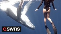 Tense moment a free diver had a close encounter with a baby whale and they nearly collided