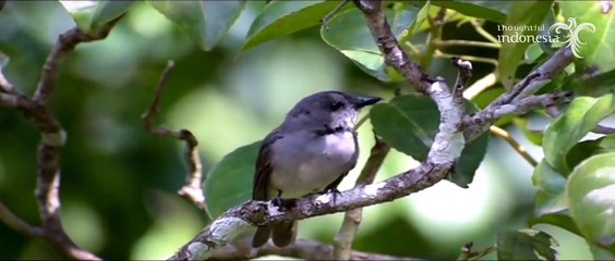 Sulawesi Island, Indonesia
