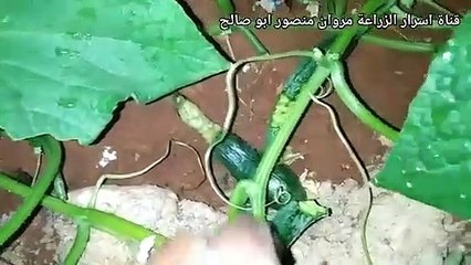 احذروا الحشرة  التي تغزو المحاصيل ليلاً