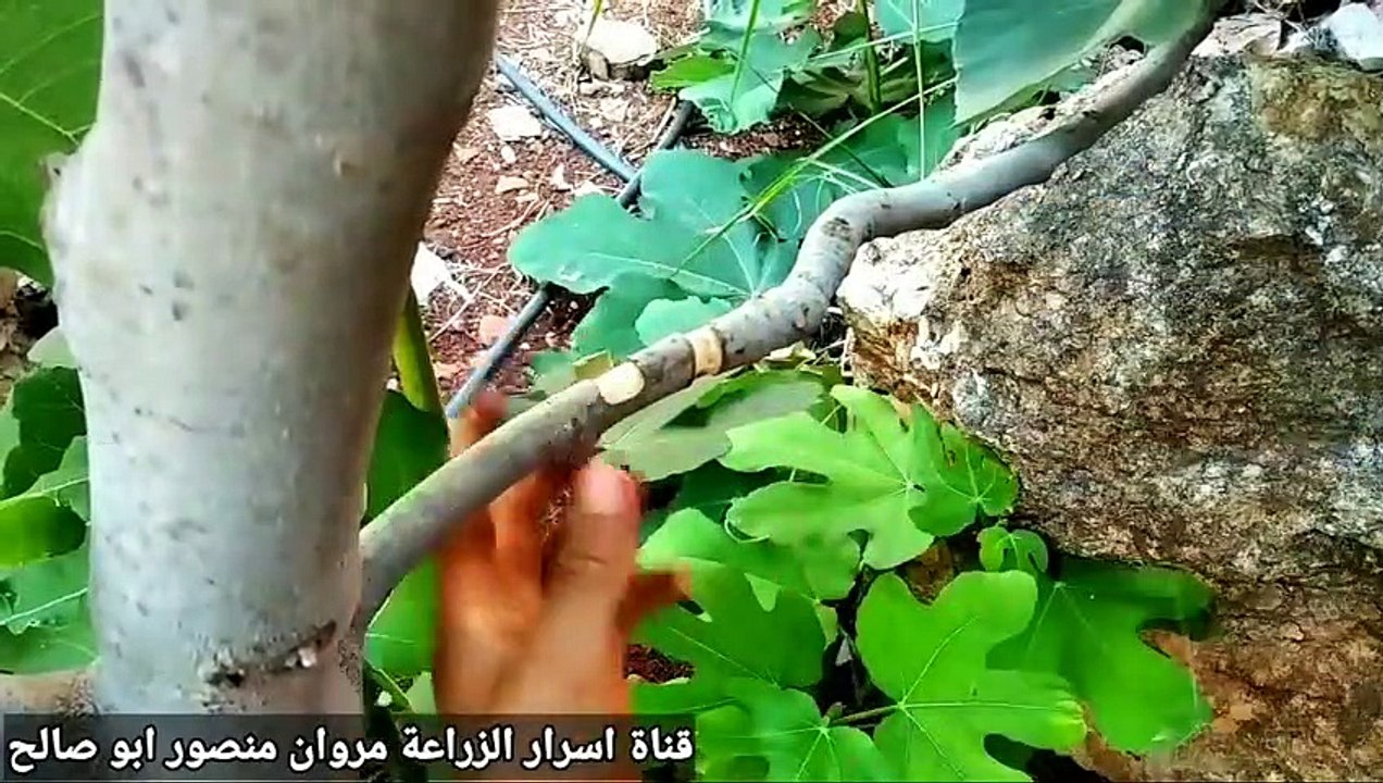 ازرع افضل شجرة تين بدون ما ادفع ولا قرش