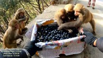 This is how monkeys eat black grapes || feeding black grapes and banana to hungry monkeys