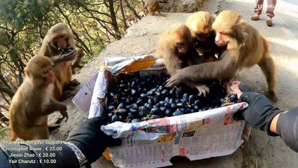 This is how monkeys eat black grapes || feeding black grapes and banana to hungry monkeys