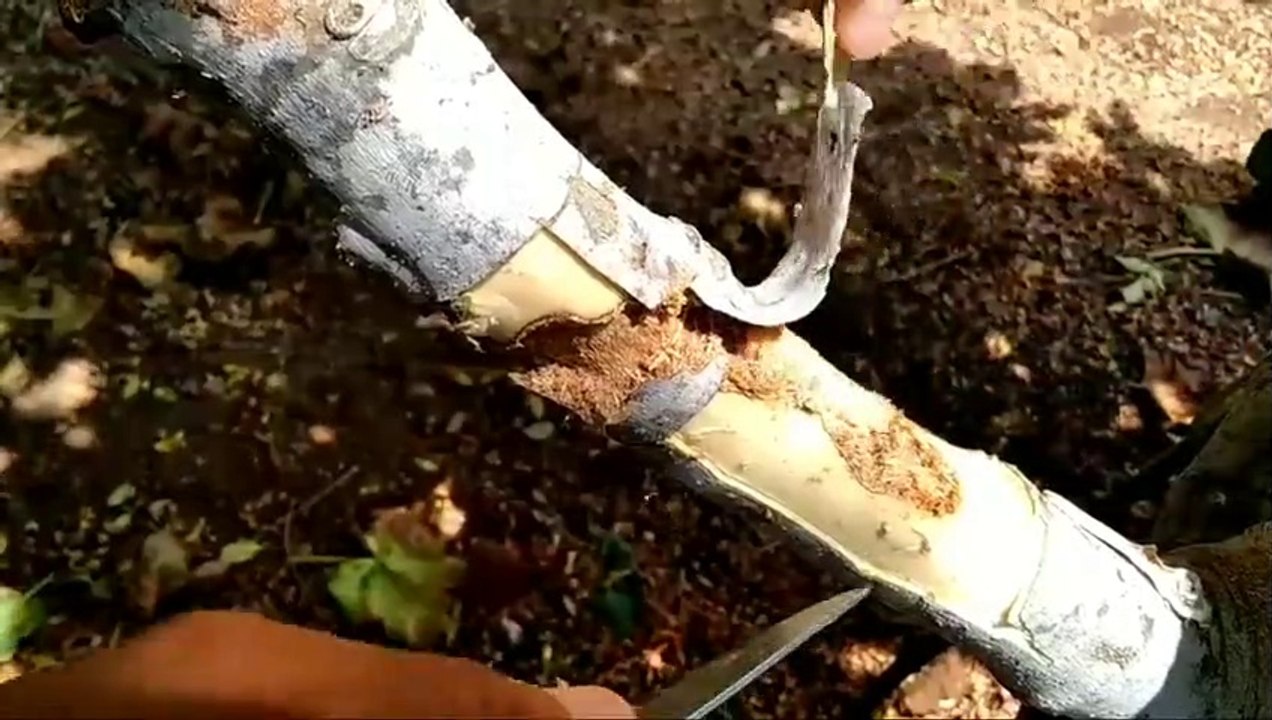 استخراج دودة المنشار من داخل شجرة التين