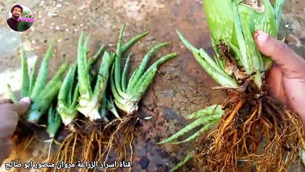 اسرار زراعة الالوفيرا aloe vera dyrking