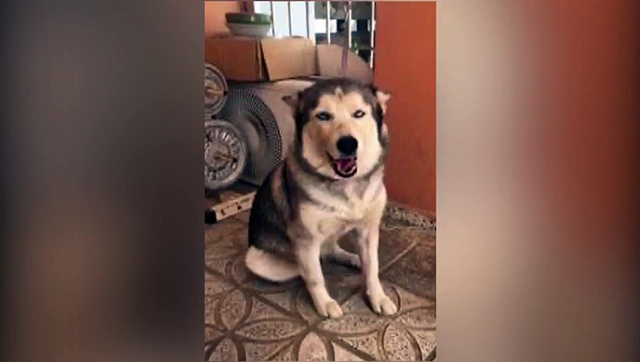 Recupera en Capotillo perro robado en residencia de Arroyo Hondo