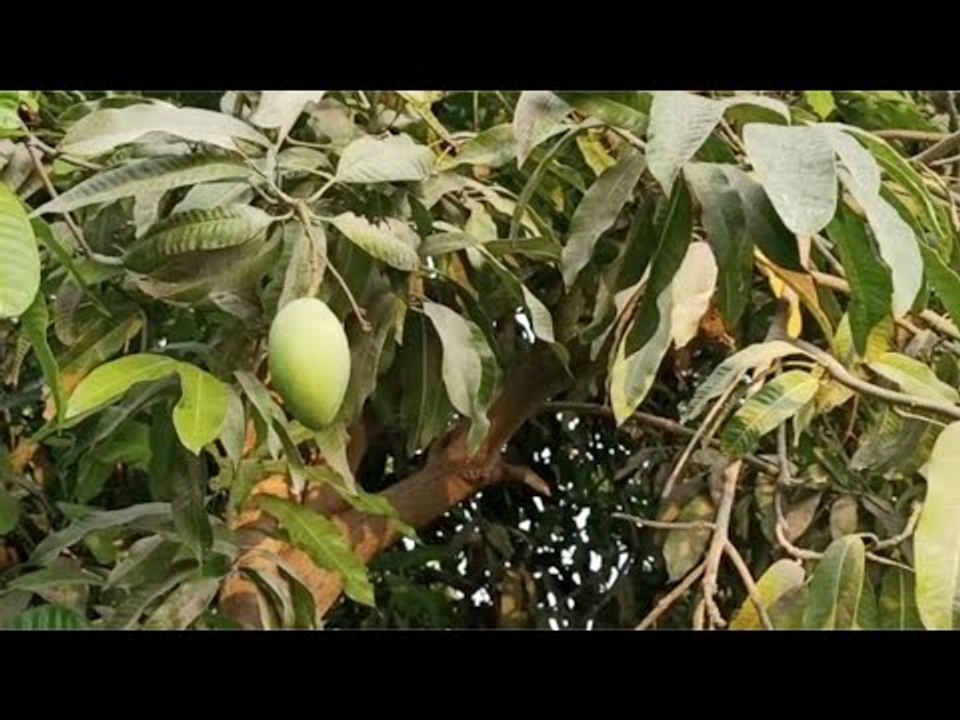 الطقس والعفن الذبابي وراء تلف محصول  المانجو  مزارعون  الموسم انتهى قبل بدايته