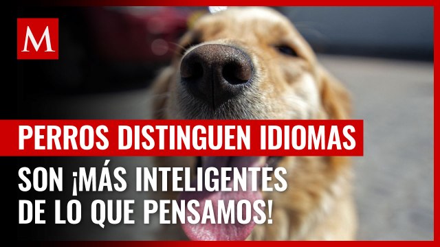 Estudio revela que los cerebros de los perros pueden distinguir entre idiomas