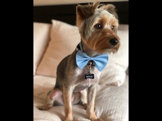 جولة داخل فندق علا غانم للكلاب