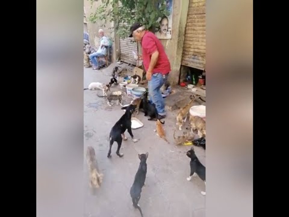 أقام عزاء لكلب.. حكاية عم عاطف  صديق حيوانات الشارع