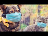 أجسام مضادة لفيروس كورونا في القطط والكلاب