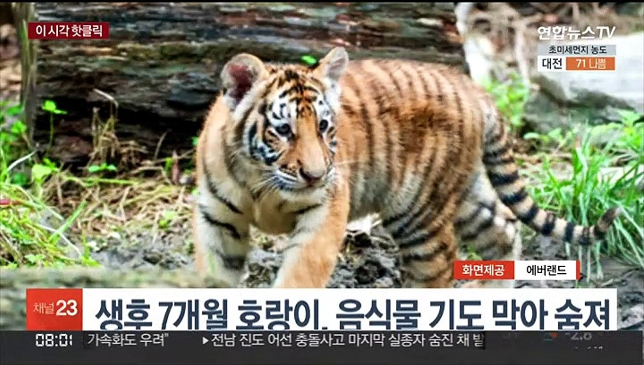[핫클릭] 생후 7개월 호랑이, 음식물 기도 막아 숨져 外