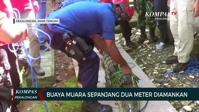 Buaya Muara Sepanjang Dua Meter Diamankan