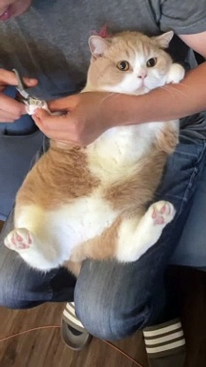 Cat - cut nails