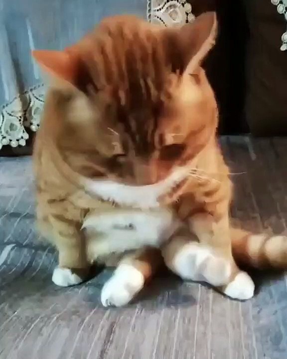 Cat - when the mackerel runs out
