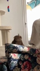 Cat - flying cat