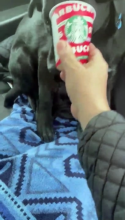 Doggy Polishes off Puppacino in a Hurry